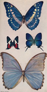 'Some of Rio's Butterflies', 1914. Artist: Patten Wilson.