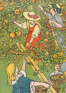 'Picking the Fruit', 1912. Artist: Charles Robinson.