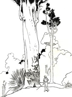 'A Kauri Tree', 1912. Artist: Charles Robinson.