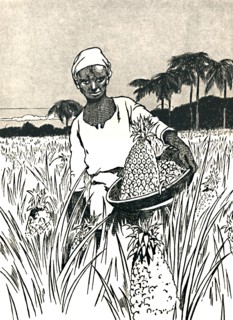 'Gathering Pineapples', 1912. Artist: Charles Robinson.