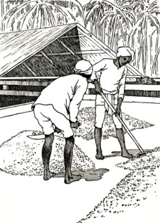 'Drying the Cocoa', 1912. Artist: Charles Robinson.