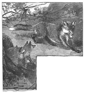 'The Fox and her Cubs', c1900. Artist: Helena J. Maguire.