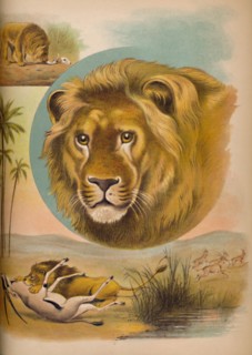 'The Lion', c1900. Artist: Helena J. Maguire.