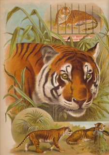 'The Tiger', c1900. Artist: Helena J. Maguire.