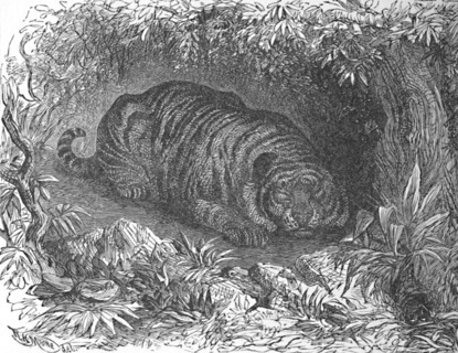 'An After-Dinner Nap, c1900. Artist: Helena J. Maguire.