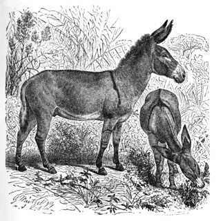'African Wild Ass', c1900. Artist: Helena J. Maguire.