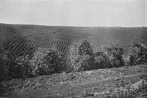 'Plantacao de Cafe formado', (Coffee Plantation), 1895. Artist: Axel Frick.