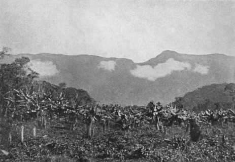 'Bananal (Cubatao)', (Bananas, Cubato), 1895. Artist: Johan Albert Constantin Lofgren.
