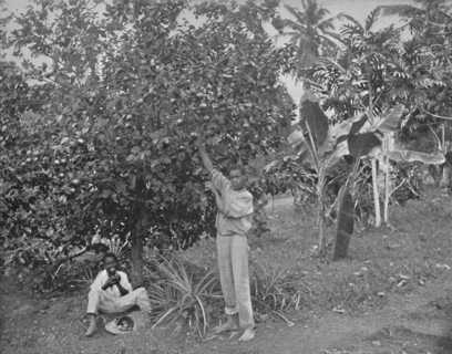 'Orange-Picking in Jamaica', 19th century. Artist: Unknown.