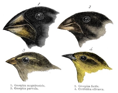 Four or the species of finch observed by Darwin on the Galapagos Islands. Artist: Unknown.