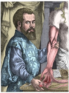 Andreas Vesalius, 16th century Flemish anatomist. Artist: Unknown.