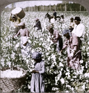 'Cotton is king - plantation scene with pickers at work. Georgia', c1900. Artist: Unknown.