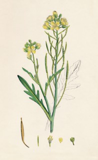 'Brassica tenuifolia. Wall rocket', 19th Century. Artist: Unknown.