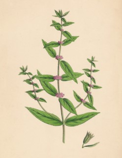 'Mentha gracilis, var. genuina. Slender Mint', 19th Century. Artist: Unknown.