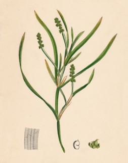 'Potamogeton zosterifolius. Grass-wrack-leaved Pondweed', 19th Century. Artist: Unknown.