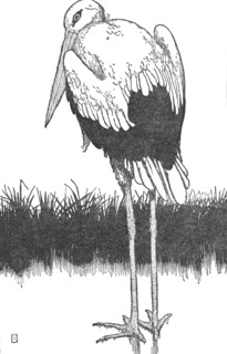 'Father-Stork', c1930. Artist: W Heath Robinson.