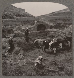'Threshing grain near Jacob's Well', c1900. Artist: Unknown.