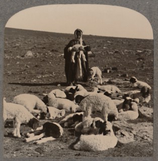 'Shepherd and flock', c1900. Artist: Unknown.