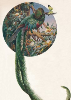 'Long-tailed Trogons', c1910, (1911). Artist: Louis Fairfax Muckley.