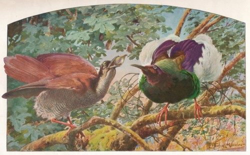 'Twelve-wired Birds of Paradise', c1910, (1911). Artist: Louis Fairfax Muckley.