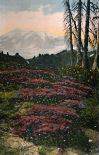 'Purple Heather growing Mount Rainier National Park', c1916. Artist: Asahel Curtis.