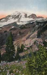'Purple Asters, in Mount Rainier National Park', c1916. Artist: Asahel Curtis.