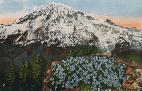 'The Phlox on Mount Rainier', c1916. Artist: Romans Photographic Company.
