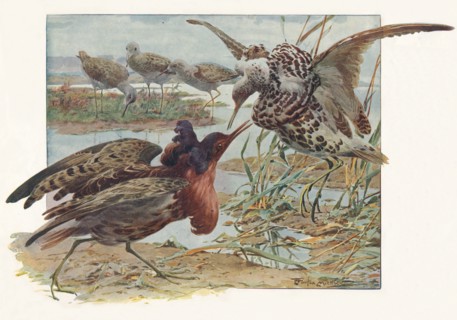 'Ruffs and Reeves', c1910, (1911). Artist: Louis Fairfax Muckley.
