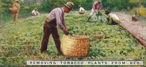 'Removing Tobacco Plants from Bed', 1926. Artist: Unknown.