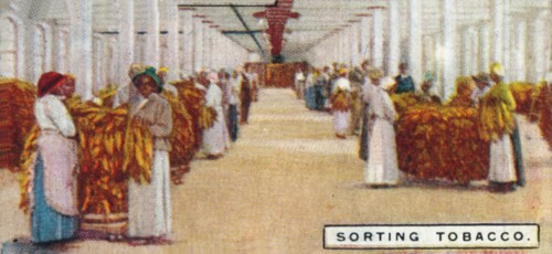 'Sorting Tobacco', 1926. Artist: Unknown.
