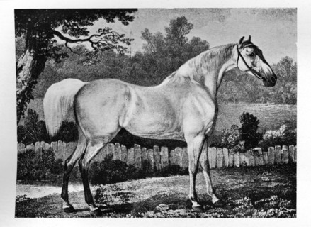 'Gimcrack', 1760 -1777, (1911). Artist: Unknown.