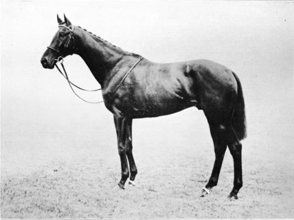 'Bayardo', 1911. Artist: Unknown.