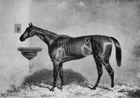 'Virago', 1851-1869, (1911). Artist: Unknown.