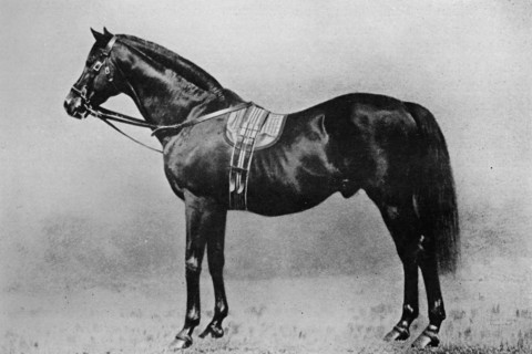 'Galopin, 1872-1899, (1911). Artist: Unknown.