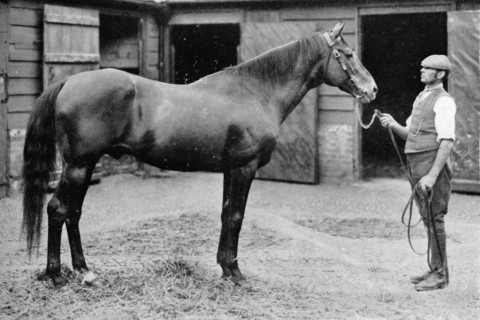 'Foxhall', 1880-1904, (1911). Artist: Unknown.
