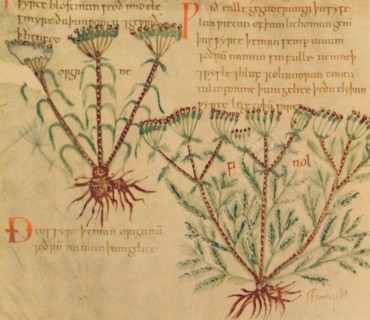 'Fennel', 1947. Artist: Unknown.