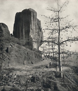 'Baumwollbaum (Bombax malabaricum) mit reifen Samen', 1926. Artist: Unknown.