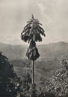 'Die Talipotpalm (Corypha umbracalifera) in Blute', 1926. Artist: Unknown.
