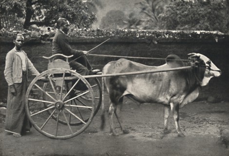 'Singhalesisches Zebufuhrwerk', 1926. Artist: Unknown.