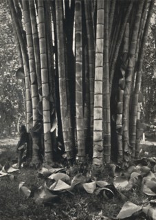 'Der untere Teil der Halme einer Pflanze des Riesenbambus in Peradeniya', 1926. Artist: Unknown.