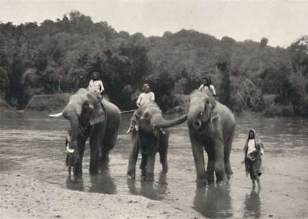 'Elefanten im Bade (Mahaaliganga)', 1926. Artist: Unknown.