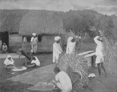 'Native labourers Preparing Rice in Jamaica', c1890. Artist: Unknown.