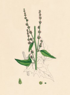 'Atriplex Smithii. Smith's Orache', 19th Century. Artist: Unknown.