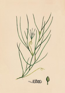 'Ruppia spiralis. Greater Ruppia', 19th Century. Artist: Unknown.