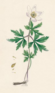 'Anemone nemorosa. Wood anemone', 19th Century. Artist: Unknown.
