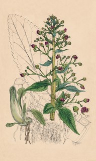 'Scrophularia Ehrharti. Ehrhart's Water-Betony', 19th Century. Artist: Unknown.