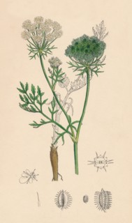 'Daucus Carota. Wild Carrot', 19th Century. Artist: Unknown.