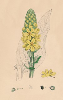 'Verbascum Thapsus. Great Mullein', 19th Century. Artist: Unknown.