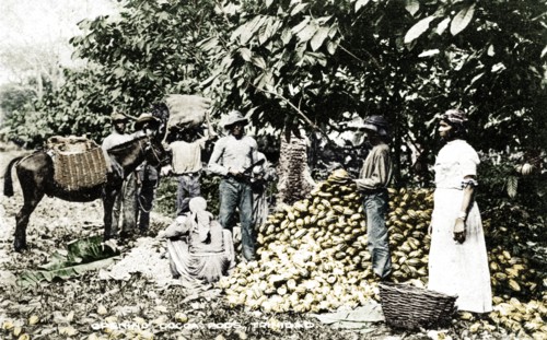 Opening cocoa pods, Trinidad, Trinidad and Tobago, c1900s. Artist: Strong.
