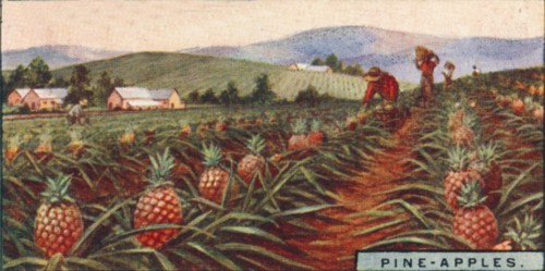 'Pine-apples. - Gathering the Fruit, Hawaii', 1928. Artist: Unknown.